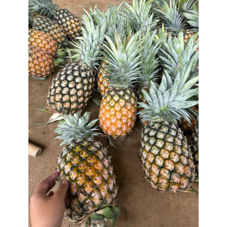 Dứa mật pulau điện biên 2 quả (3,5kg-4,5kg cho 2 quả )dứa sạch bao ngon.
