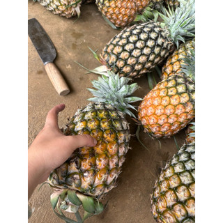 Dứa mật pulau điện biên 2 quả (3,5kg-4,5kg cho 2 quả )dứa sạch bao ngon.