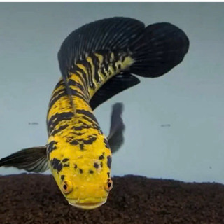 Cám YELLOW NAGA hạt nổi 2mm bổ sung sắc tố Yellow cho cá đậm màu theo công thức indo