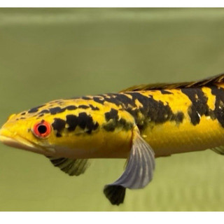 Cám YELLOW NAGA hạt nổi 2mm bổ sung sắc tố Yellow cho cá đậm màu theo công thức indo