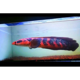 Cám RED NAGA hạt nổi 2mm bổ sung sắc tố màu đỏ tươi cho cá đậm màu theo công thức indo