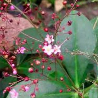 Cây giống Sâm Đất