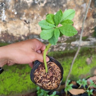 Cây giống Sâm Đất