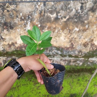 Cây giống Sâm Đất