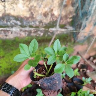 Cây giống Sâm Đất