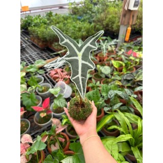 cây ráy ếch đen bầu rêu