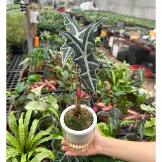 cây ráy ếch đen bầu rêu