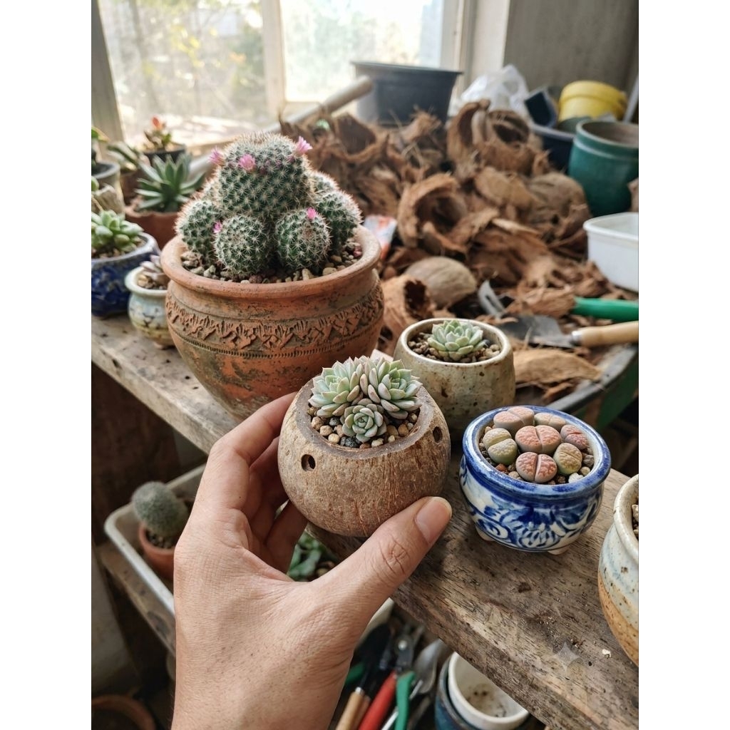 Chậu gáo dừa siêu mini | Dùng làm chậu cây, hoa mini, trang trí, decor thân thiện với môi trường