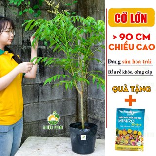 Cây Cóc Thái sẵn trái THIỆN FARM quả chua giòn, không hạt, trồng chậu, trồng thùng xốp ăn