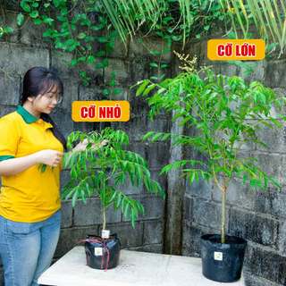 Cây Cóc Thái sẵn trái THIỆN FARM quả chua giòn, không hạt, trồng chậu, trồng thùng xốp ăn