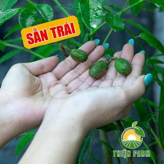 Cây Cóc Thái sẵn trái THIỆN FARM quả chua giòn, không hạt, trồng chậu, trồng thùng xốp ăn