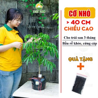 Cây Cóc Thái sẵn trái THIỆN FARM quả chua giòn, không hạt, trồng chậu, trồng thùng xốp ăn