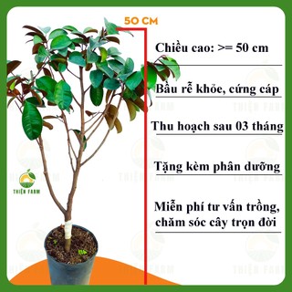 Cây Vú Sữa Tím Mica THIỆN FARM 50cm, quả tím ngọt đậm đà, dày thịt ít hạt, trồng chậu, thùng xốp