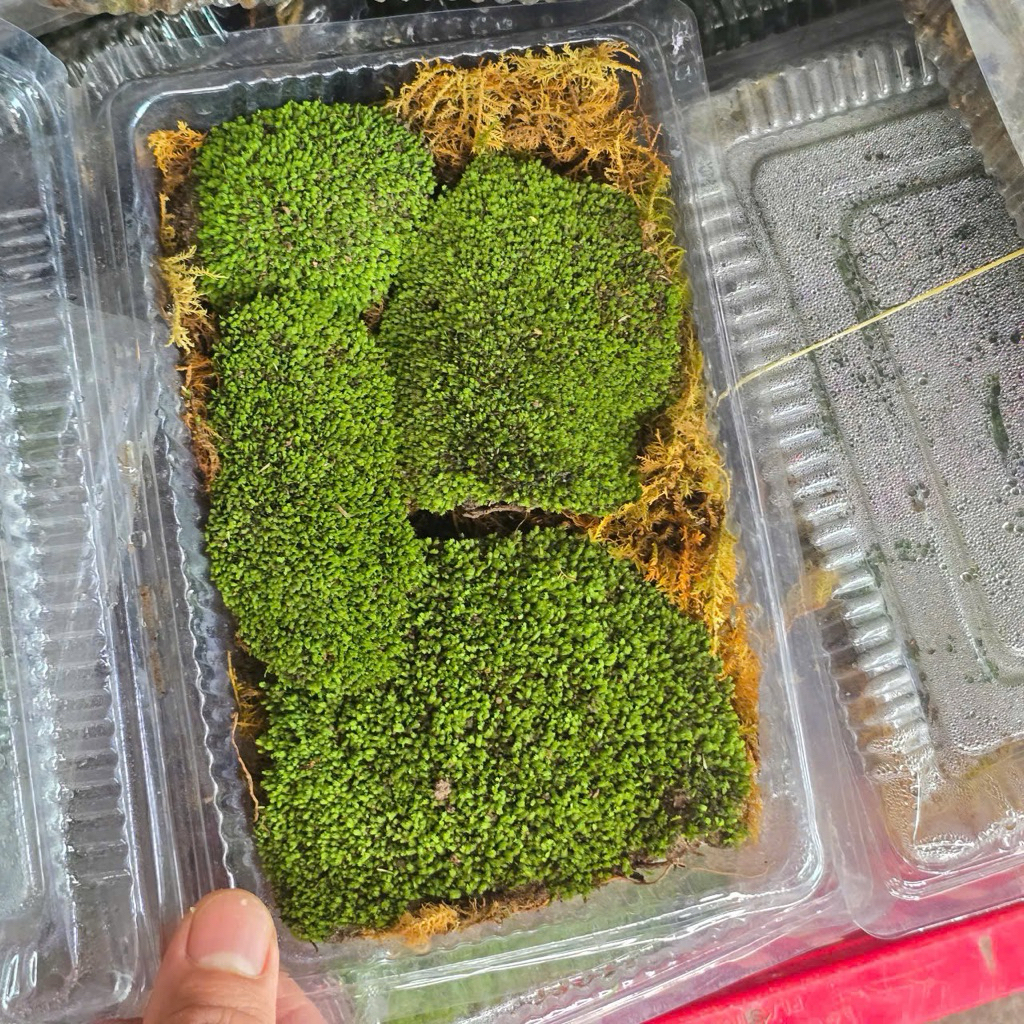 Rêu Minifiss - Rêu Thuỷ Sinh Hộp 1 Lớp