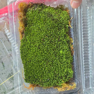 Rêu Minifiss - Rêu Thuỷ Sinh Hộp 1 Lớp