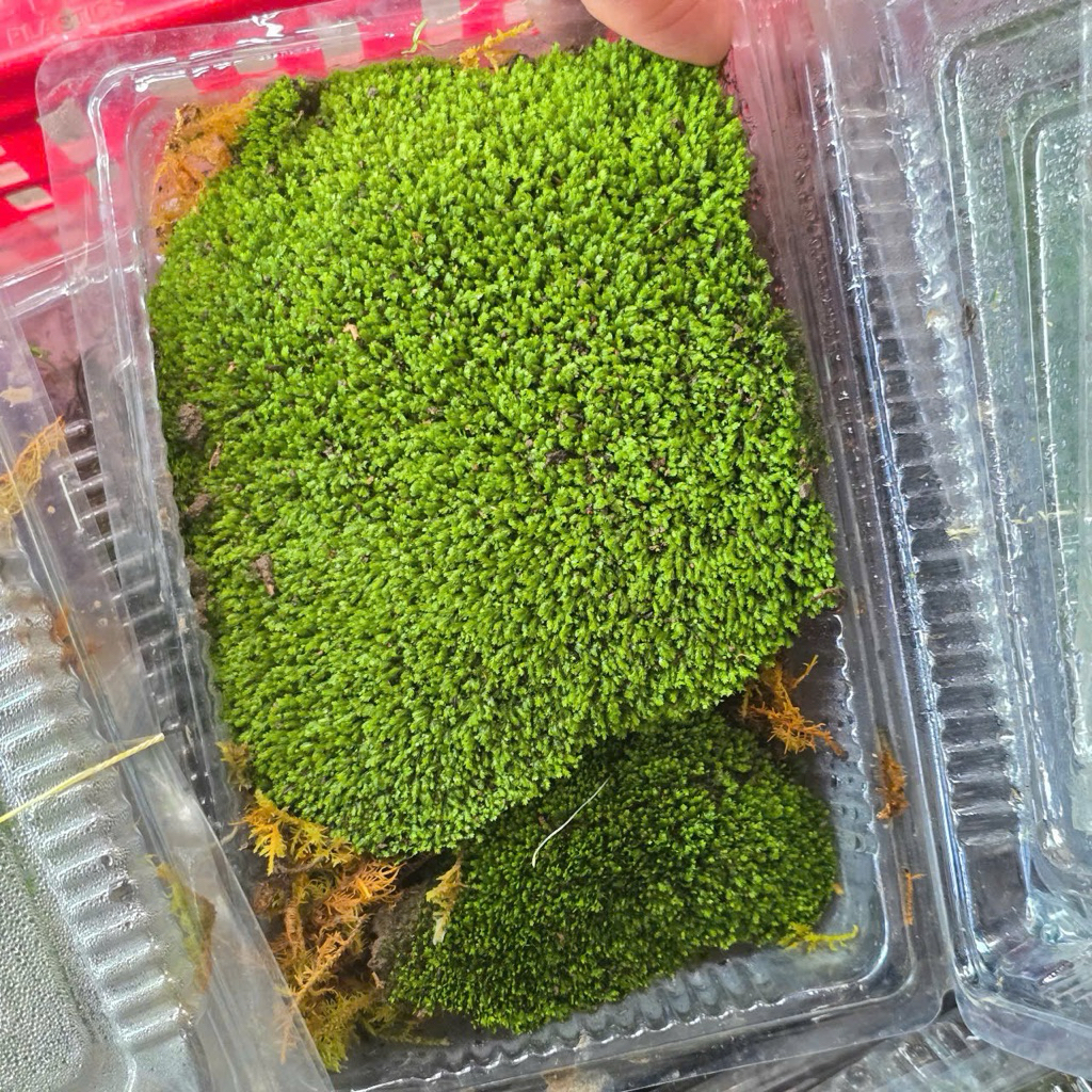 Rêu Minifiss - Rêu Thuỷ Sinh Hộp 1 Lớp