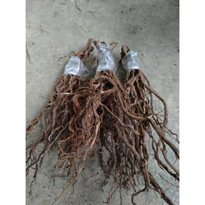 Rễ Rừng 100g - Setup Bể Thuỷ Sinh