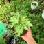 Quả Cầu Rêu Kokedama Dương Xỉ Cẩm Thạch