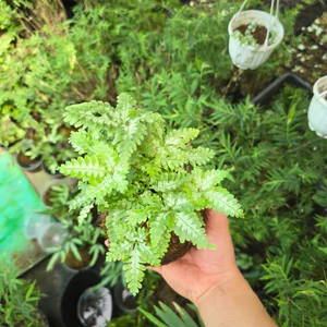 Quả Cầu Rêu Kokedama Dương Xỉ Cẩm Thạch