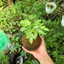 Quả Cầu Rêu Kokedama Dương Xỉ Cẩm Thạch