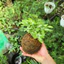 Quả Cầu Rêu Kokedama Dương Xỉ Cẩm Thạch