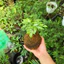 Quả Cầu Rêu Kokedama Dương Xỉ Cẩm Thạch