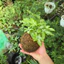 Quả Cầu Rêu Kokedama Dương Xỉ Cẩm Thạch