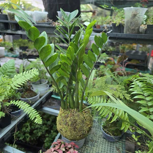 Quả Cầu Rêu Kokedama Kim Phát Tài