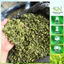 Nụ Tam Thất Bắc Loại 1– Sấy Lạnh Giữ Hương, Uống Thanh Mát 500gr