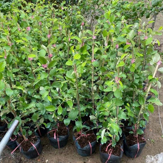 (New) Cây Giống Táo Vua Tuyết 16 KimBioFarm - Giòn Ngọt, Sai Trái, Dễ Trồng, Nhanh Cho Quả, Quả To