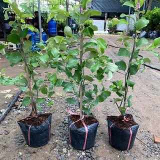 (New) Cây Giống Táo Vua Tuyết 16 KimBioFarm - Giòn Ngọt, Sai Trái, Dễ Trồng, Nhanh Cho Quả, Quả To