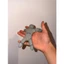 Đồ Chơi Flexi Meccha Chameleon Buddy Linh Hoạt -Đồ Chơi Flexi Meccha Chameleon Buddy -Kích Thước 17cm