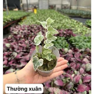Cây thường xuân var