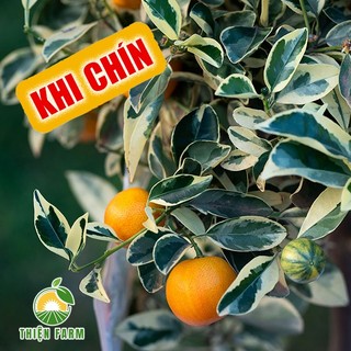 Cây Tắc Cẩm Thạch sẵn trái THIỆN FARM cây trồng chậu, trồng sân thượng, ban công