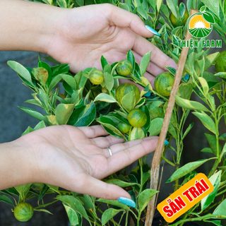 Cây Tắc Cẩm Thạch sẵn trái THIỆN FARM cây trồng chậu, trồng sân thượng, ban công