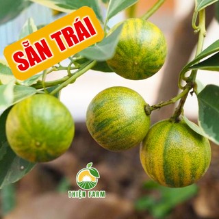 Cây Tắc Cẩm Thạch sẵn trái THIỆN FARM cây trồng chậu, trồng sân thượng, ban công
