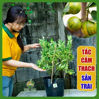 Cây Tắc Cẩm Thạch sẵn trái THIỆN FARM cây trồng chậu, trồng sân thượng, ban công