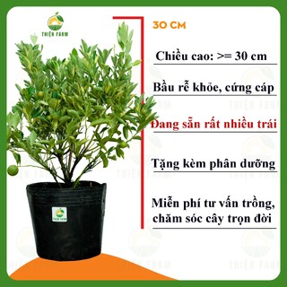 Cây Tắc Cẩm Thạch sẵn trái THIỆN FARM cây trồng chậu, trồng sân thượng, ban công