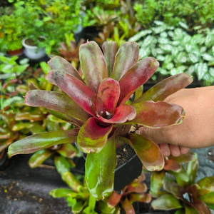 Dứa Nam Mỹ Đỏ Size Mini