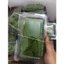 Rêu Cỏ Octo - Octo Moss Hộp 1 Lớp