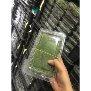 Rêu Cỏ Octo - Octo Moss Hộp 1 Lớp
