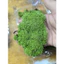 Rêu Cỏ Octo - Octo Moss Hộp 1 Lớp