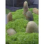 Rêu Cỏ Octo - Octo Moss Hộp 1 Lớp