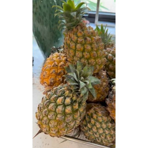 THƠM (DỨA) VƯỜN - HÀNG TƯƠI NGUYÊN TRÁI – TRÀ DU FARM