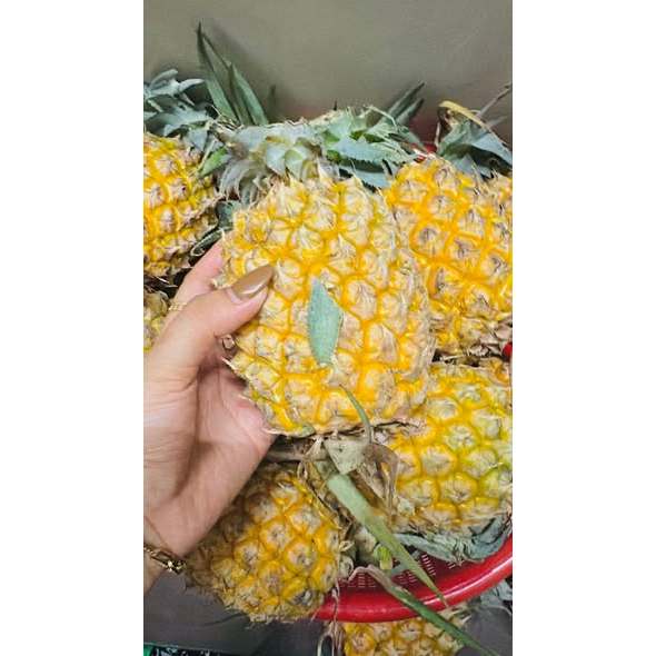THƠM (DỨA) VƯỜN - HÀNG TƯƠI NGUYÊN TRÁI – TRÀ DU FARM