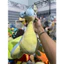 Gấu 2hand Thú nhồi bông Pokémon Lapras màu xanh dương đáng yêu có kích thước từ 20 đến 45cm.