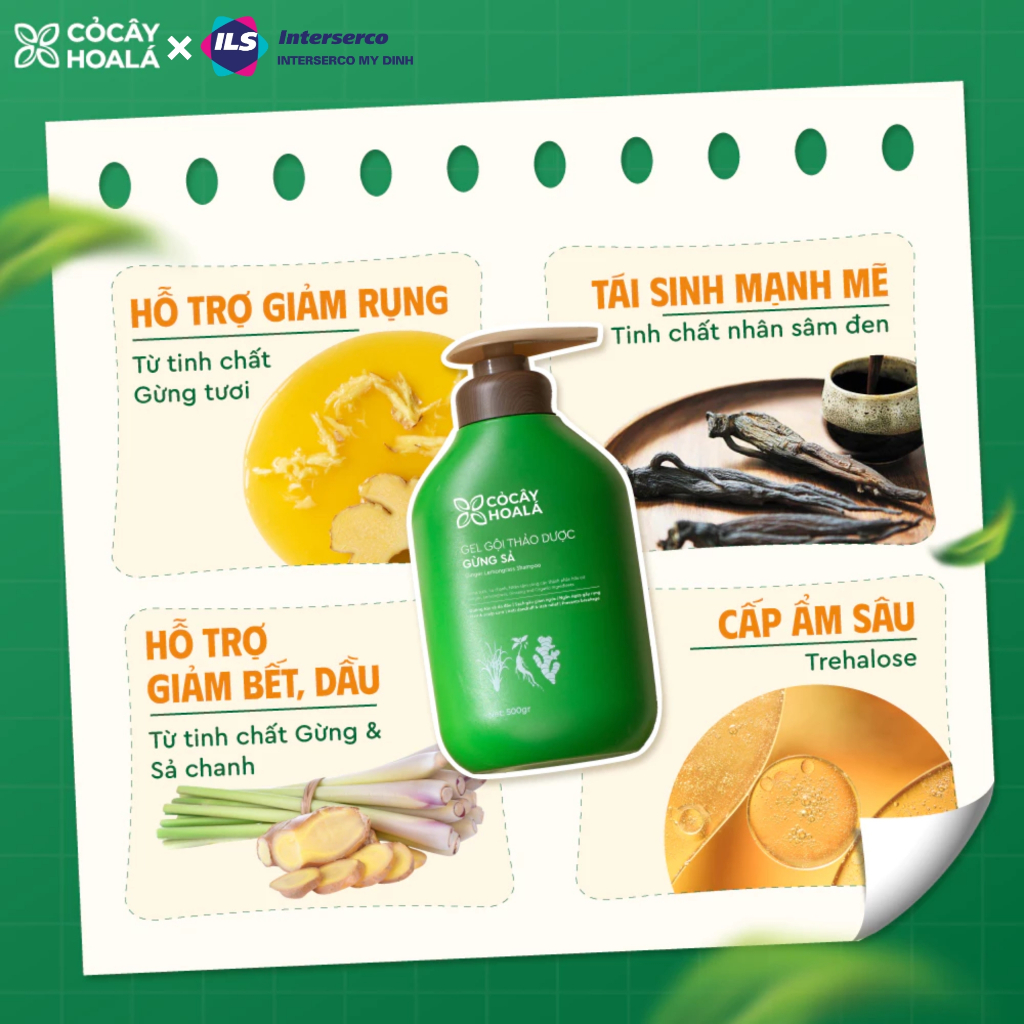Dầu gội gừng sả thiên nhiên cỏ cây hoa lá giảm tóc gãy rụng, Combo Dầu Gội Dầu xả cho tóc bết dầu