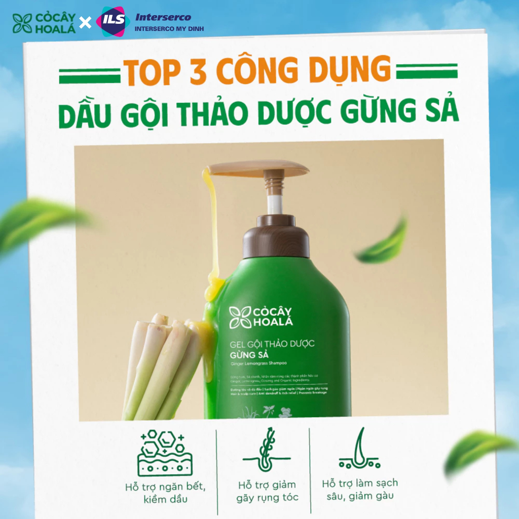 Dầu gội gừng sả thiên nhiên cỏ cây hoa lá giảm tóc gãy rụng, Combo Dầu Gội Dầu xả cho tóc bết dầu