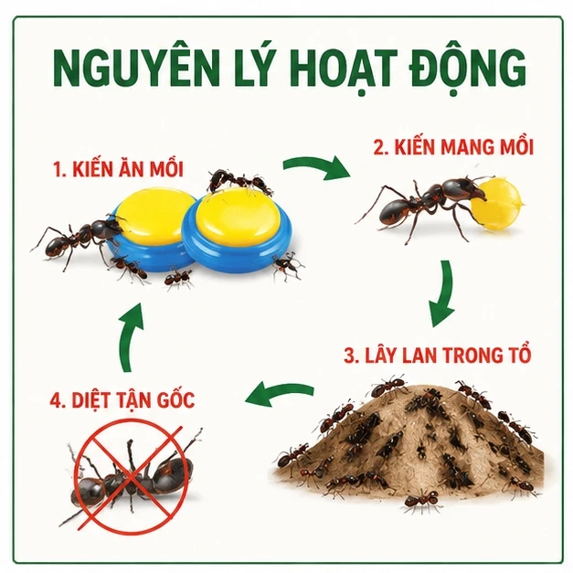 🐜 Thuốc diệt kiến 30 viên siêu mạnh, mồi bả kiến đậm đặc, hỗ trợ tiêu diệt tổ kiến hiệu quả lâu dài