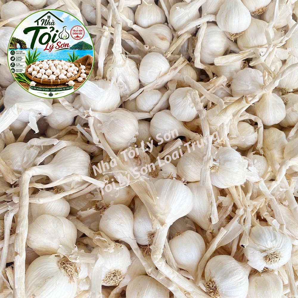 Tỏi Lý Sơn Nhiều Tép Loại Trung Chính Gốc Nhà Tỏi Lý Sơn 1kg